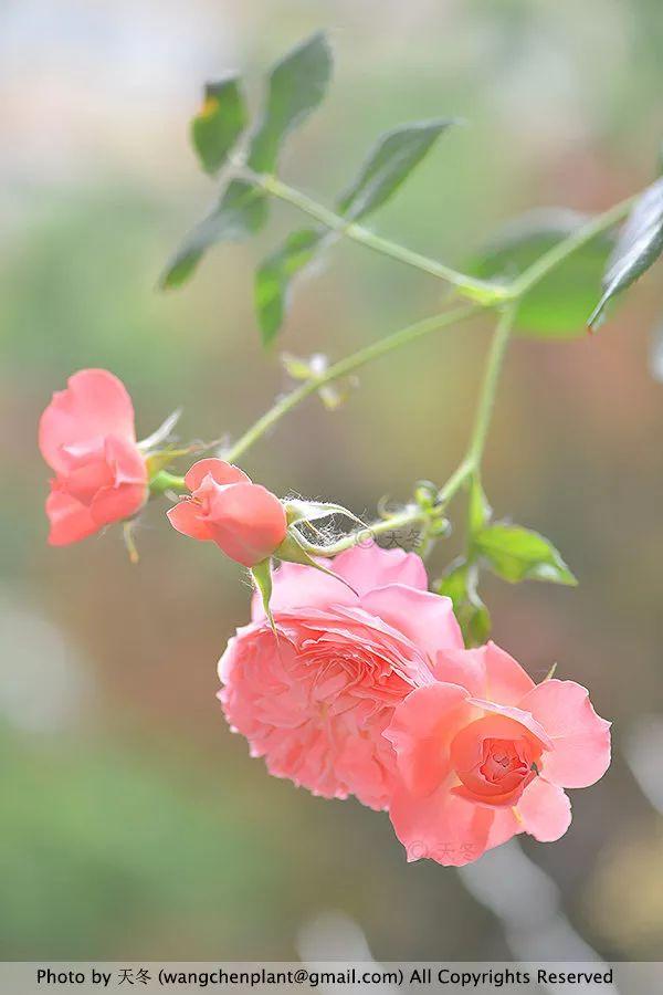 2019年我种过的100种花，美文美图