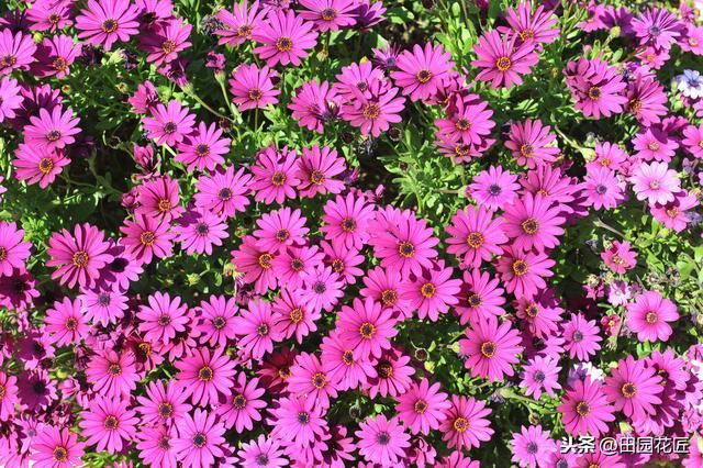茼蒿菊——简单几步 打造球形花海，花开爆盆、花开不断 满花园