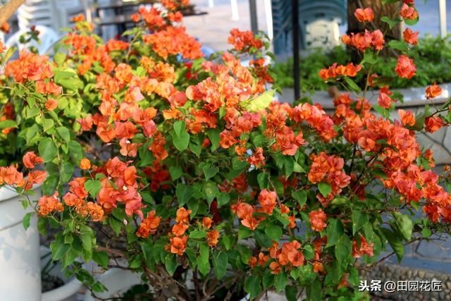 三角梅，落叶落花、易冻伤，这些知识点不可不知，冬季也能开花