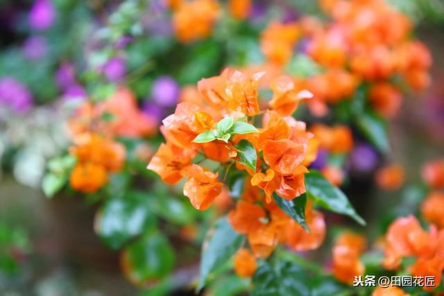 三角梅，落叶落花、易冻伤，这些知识点不可不知，冬季也能开花