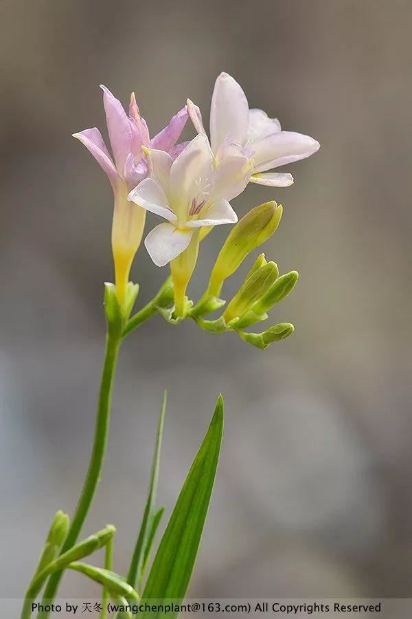2019年我种过的100种花，美文美图