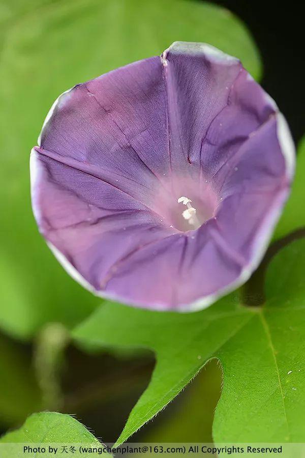 2019年我种过的100种花，美文美图
