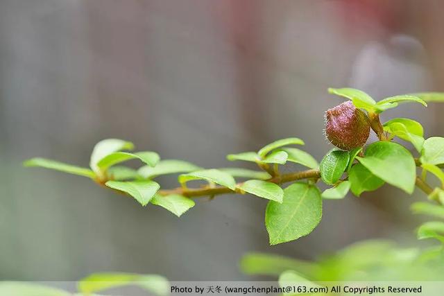 2019年我种过的100种花，美文美图