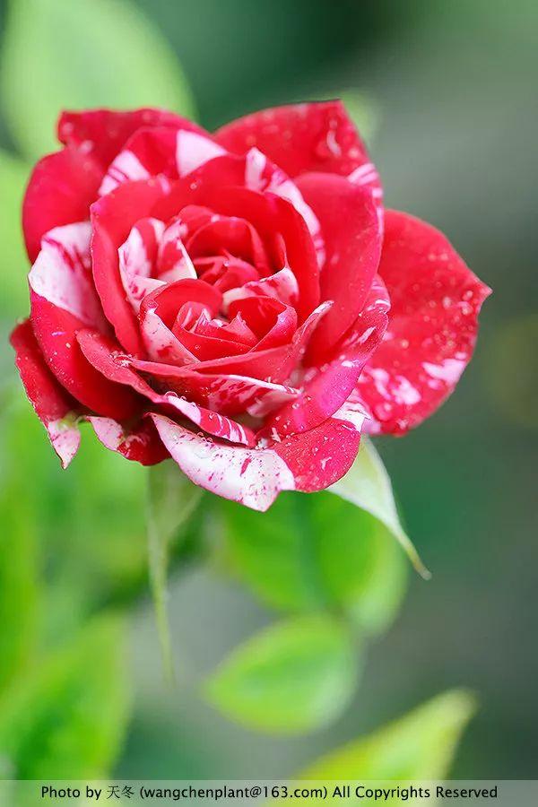 2019年我种过的100种花，美文美图