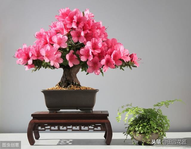 冬季杜鹃花总是黄叶死亡？这样养，不黄叶不烂根，冬季也能开花