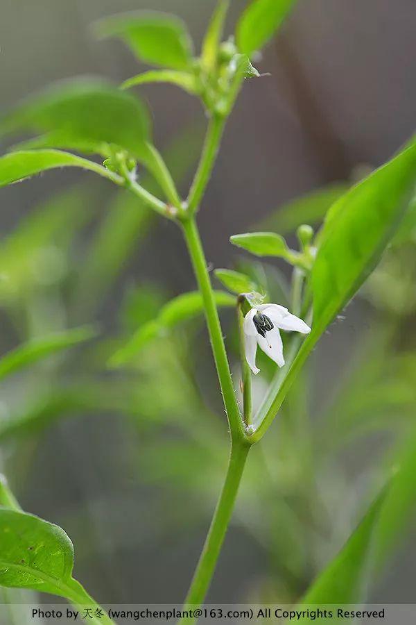 2019年我种过的100种花，美文美图