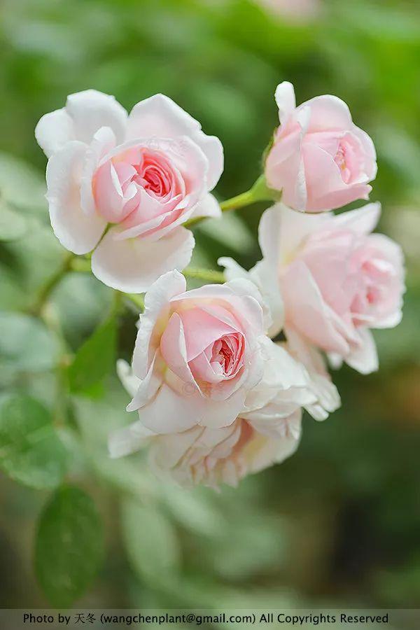 2019年我种过的100种花，美文美图