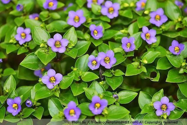 2019年我种过的100种花，美文美图