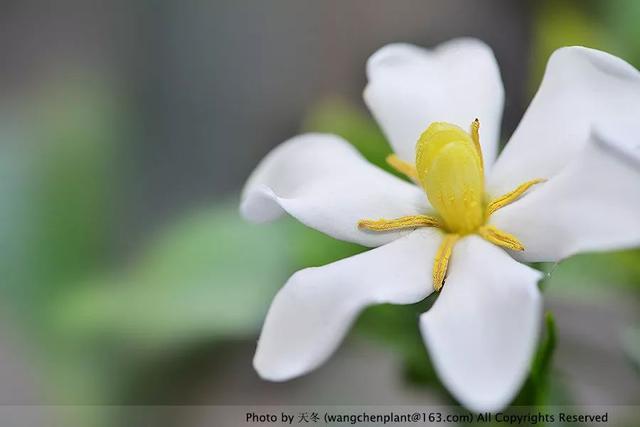2019年我种过的100种花，美文美图