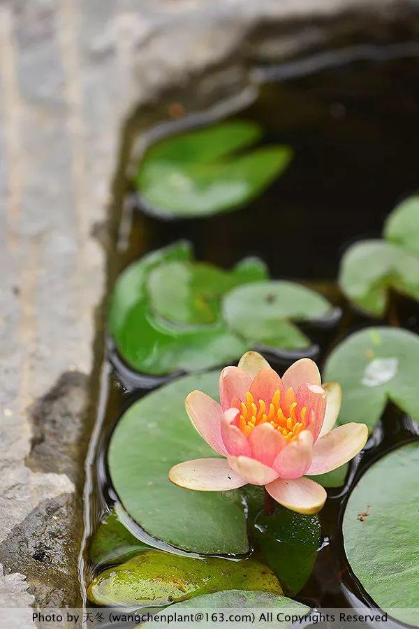2019年我种过的100种花，美文美图