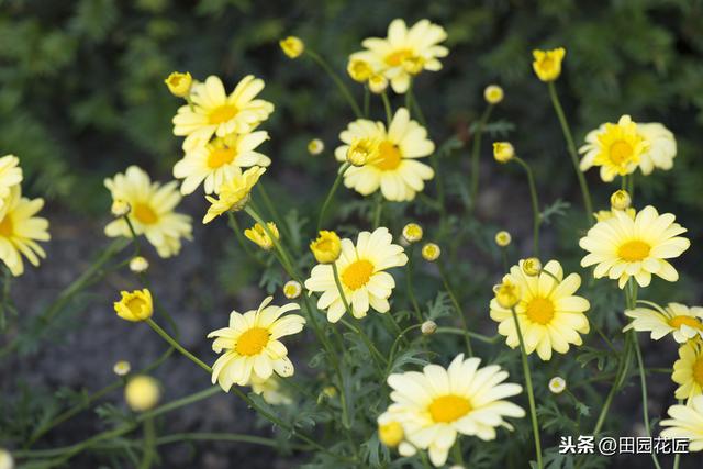 茼蒿菊——简单几步 打造球形花海，花开爆盆、花开不断 满花园