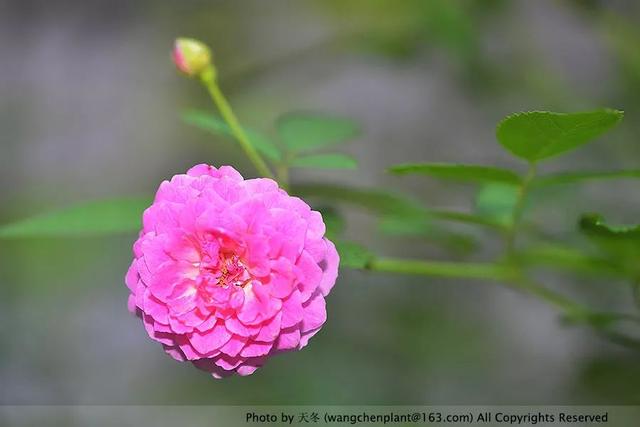 2019年我种过的100种花，美文美图