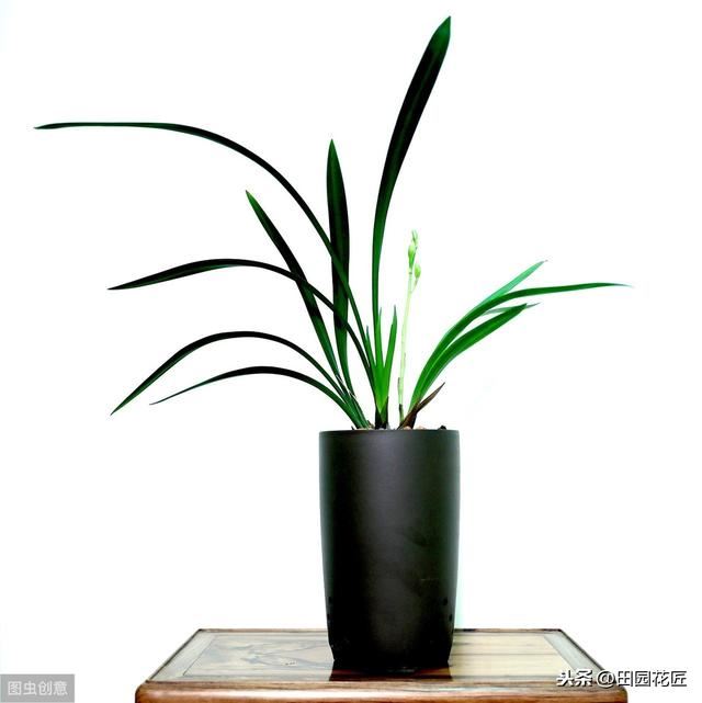 建兰不开花、叶片干枯发黄？学了这些技巧，叶片不枯黄、花香浓郁