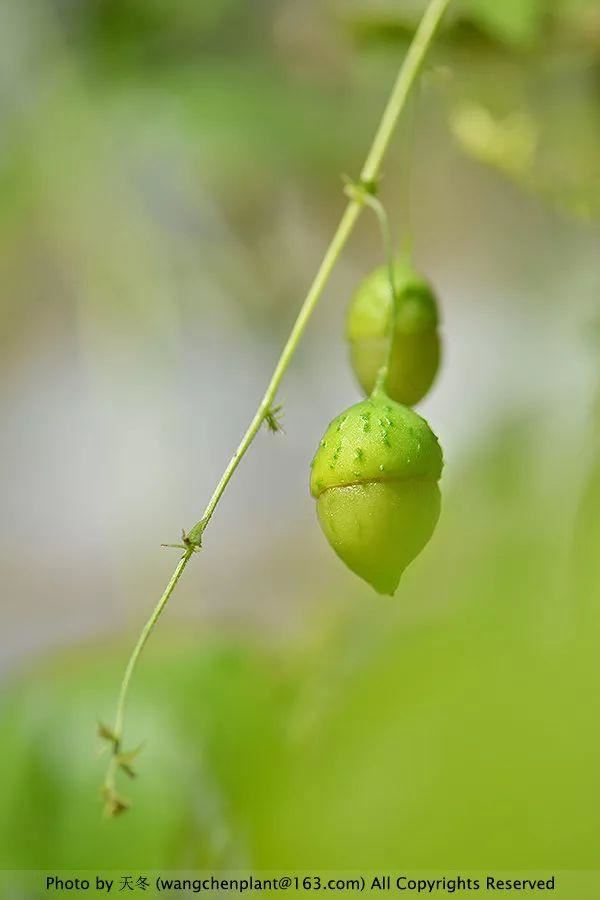 2019年我种过的100种花，美文美图