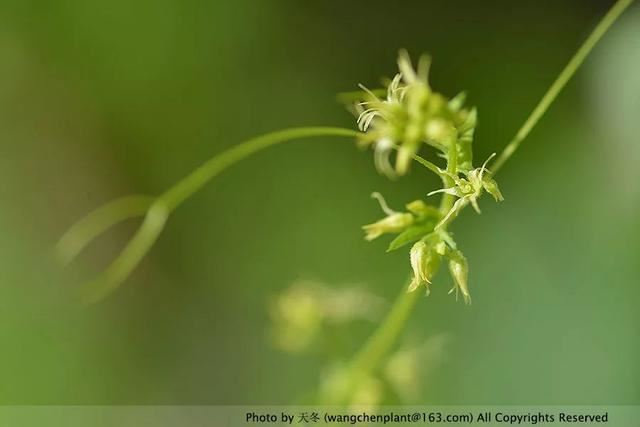 2019年我种过的100种花，美文美图
