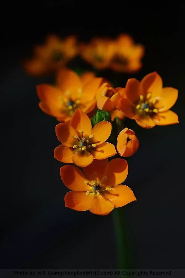 2019年我种过的100种花，美文美图