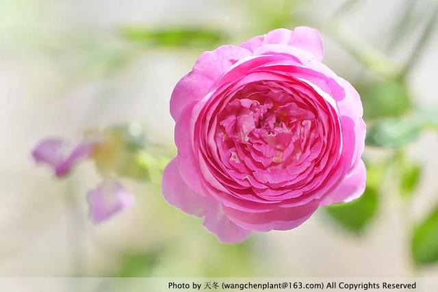 2019年我种过的100种花，美文美图