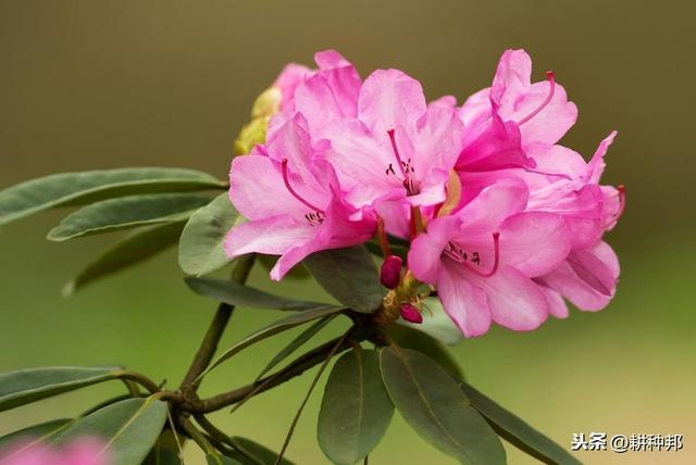 杜鹃花叶片、花蕾容易脱落，学会这几招，常年青枝绿叶、繁花盛开