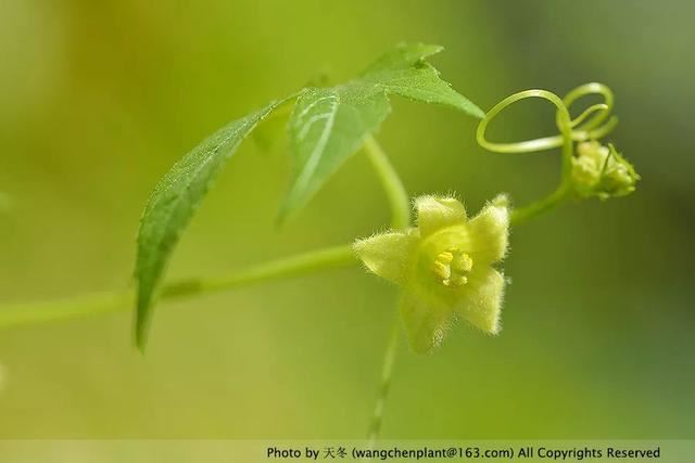 2019年我种过的100种花，美文美图