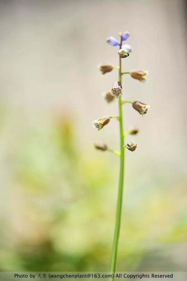 2019年我种过的100种花，美文美图