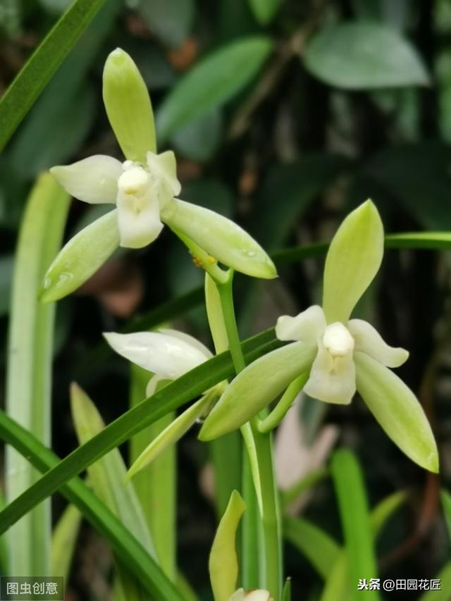 建兰不开花、叶片干枯发黄？学了这些技巧，叶片不枯黄、花香浓郁