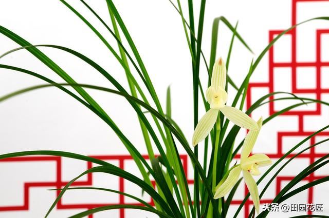 建兰不开花、叶片干枯发黄？学了这些技巧，叶片不枯黄、花香浓郁