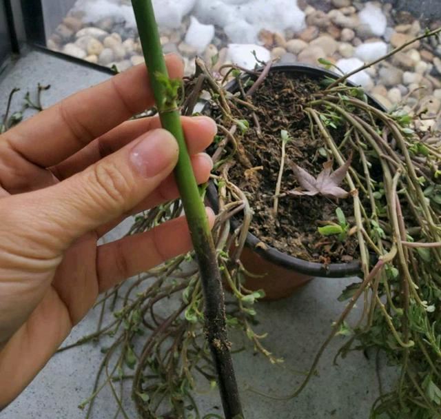 扦插两个月的月季枝条发黑腐烂不生根？盆土是祸端，养新芽是关键