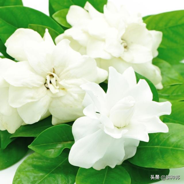 了解栀子花的栽培管理方法，叶片翠绿有质感，花朵肥大、花香浓郁