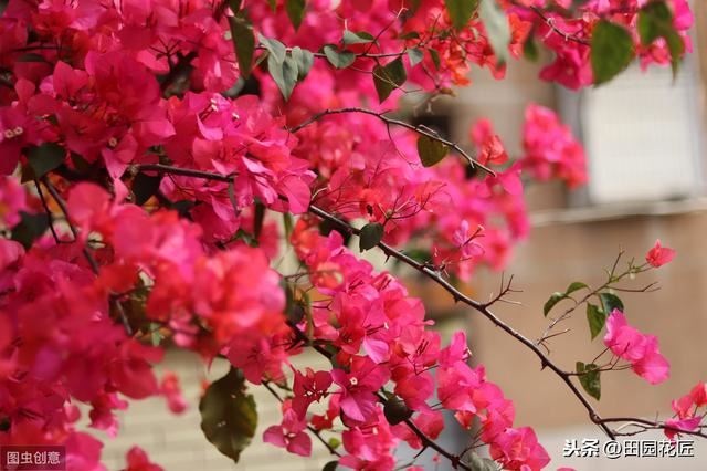 三角梅，落叶落花、易冻伤，这些知识点不可不知，冬季也能开花