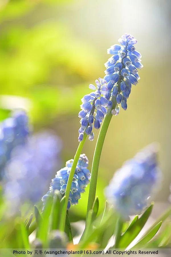 2019年我种过的100种花，美文美图
