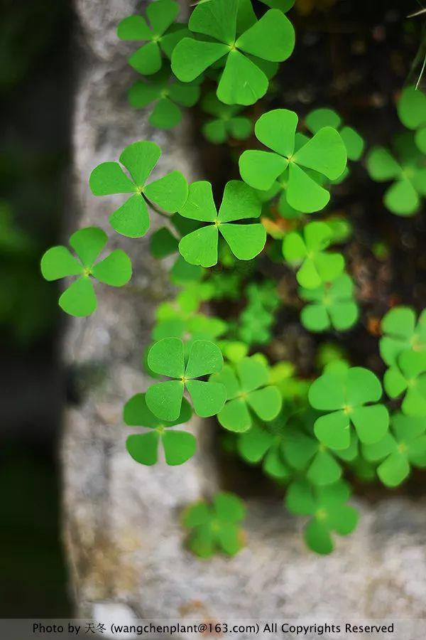 2019年我种过的100种花，美文美图