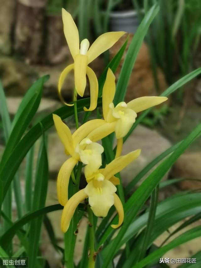 建兰不开花、叶片干枯发黄？学了这些技巧，叶片不枯黄、花香浓郁