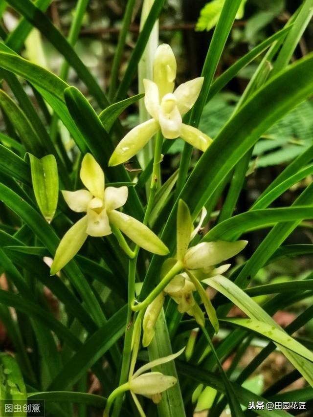 建兰不开花、叶片干枯发黄？学了这些技巧，叶片不枯黄、花香浓郁
