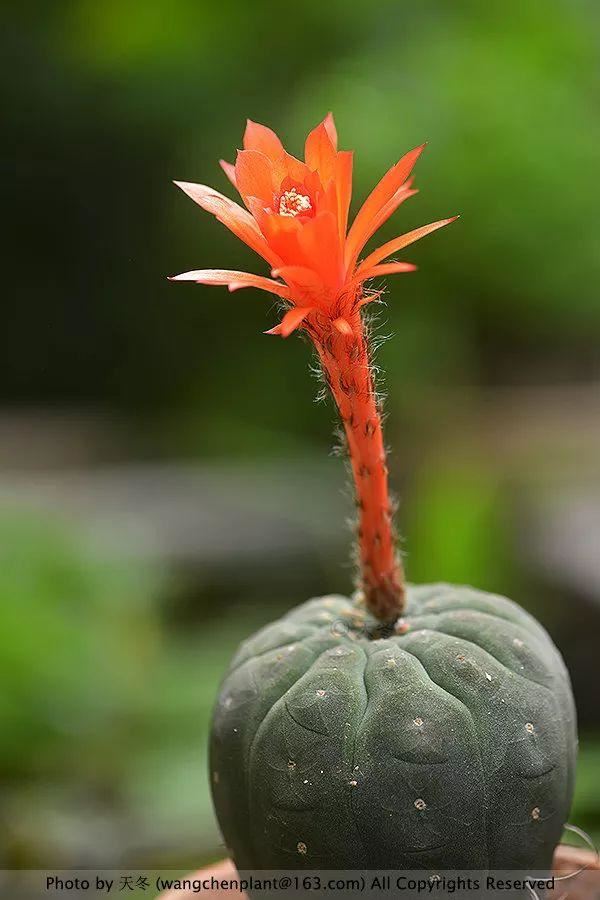 2019年我种过的100种花，美文美图