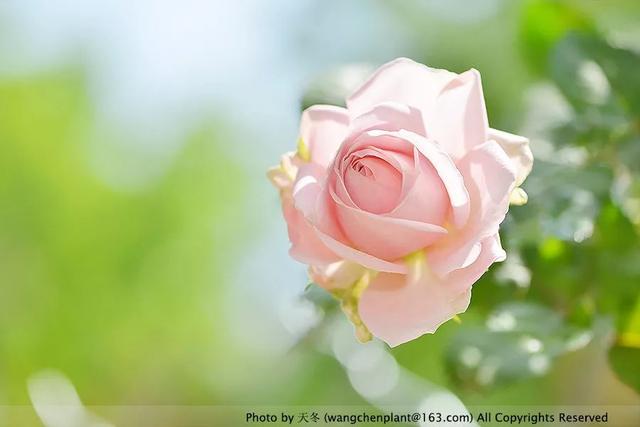 2019年我种过的100种花，美文美图