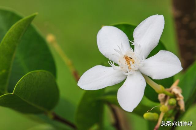 了解栀子花的栽培管理方法，叶片翠绿有质感，花朵肥大、花香浓郁