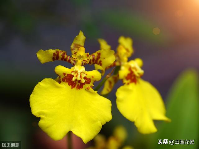 文心兰很难养？花开满枝头、枝繁叶茂，只需这样养护