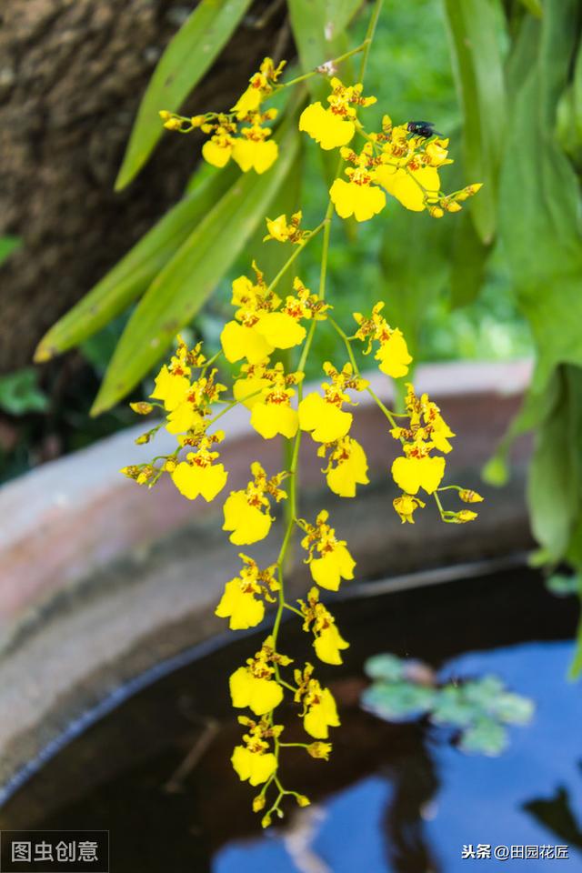 文心兰很难养？花开满枝头、枝繁叶茂，只需这样养护