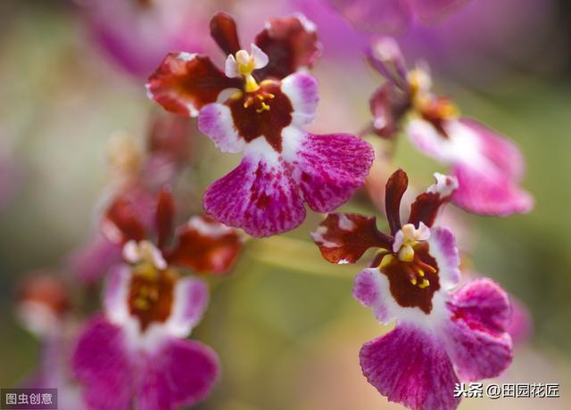 文心兰很难养？花开满枝头、枝繁叶茂，只需这样养护