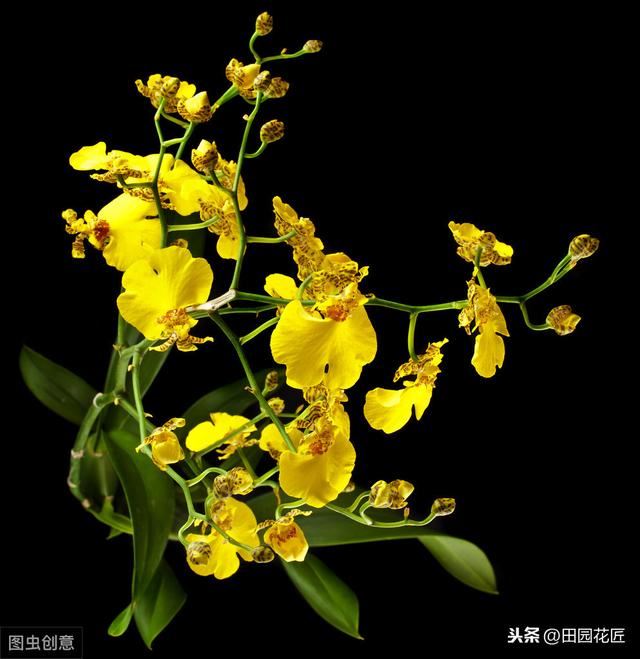 文心兰很难养？花开满枝头、枝繁叶茂，只需这样养护