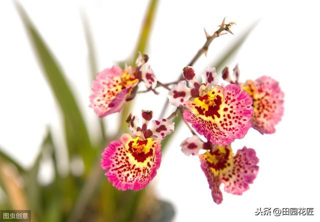 文心兰很难养？花开满枝头、枝繁叶茂，只需这样养护