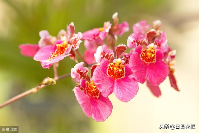 文心兰很难养？花开满枝头、枝繁叶茂，只需这样养护