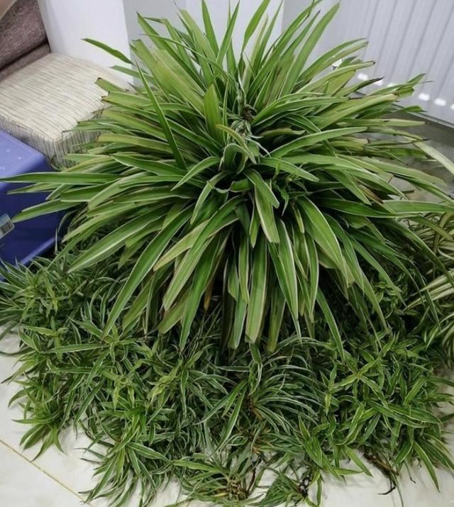 冬季该如何对待休眠的花草？做好3件事，植株观赏价值更佳