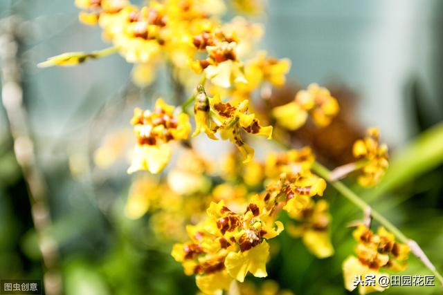 文心兰很难养？花开满枝头、枝繁叶茂，只需这样养护