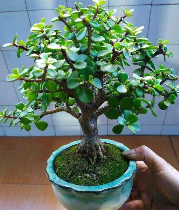 冬季该如何对待休眠的花草？做好3件事，植株观赏价值更佳