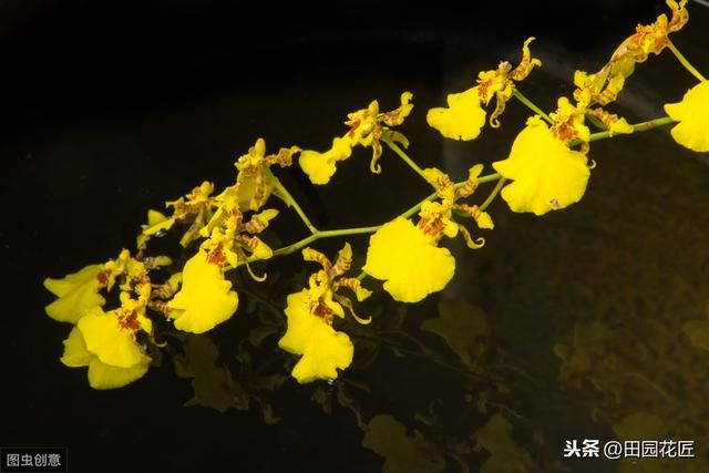 文心兰很难养？花开满枝头、枝繁叶茂，只需这样养护
