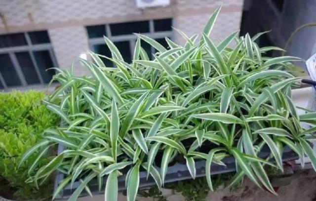 冬季该如何对待休眠的花草？做好3件事，植株观赏价值更佳