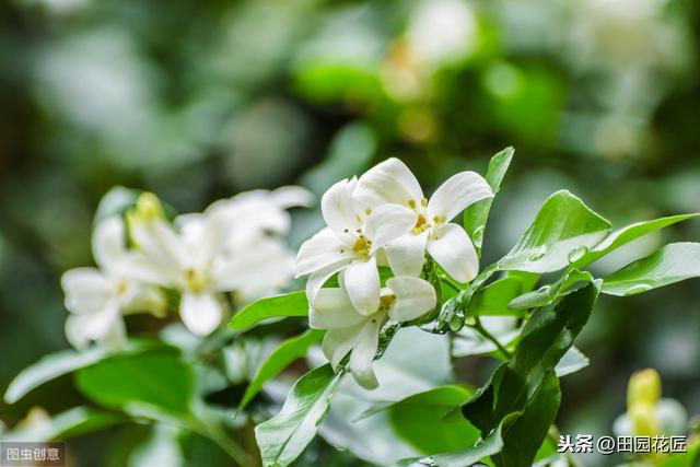 九里香 不开花 有病虫害？这样养护枝繁叶茂，花香四溢 无病虫害