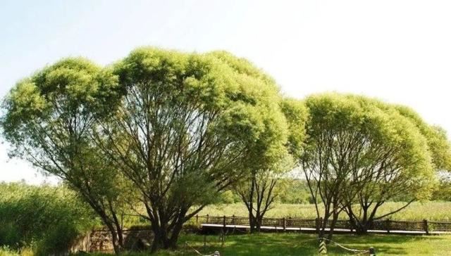景观植物姿态全了解，都在这里啦，景观人必备