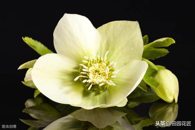 铁筷子——冬季到春季开花不断，耐零下30度，养殖方法详细介绍